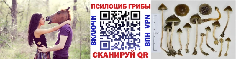 Галлюциногенные грибы мицелий  Купить закладки  Верхотурье 